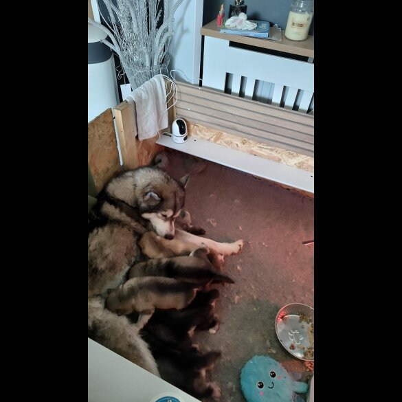 Alaskan Malamute - Both