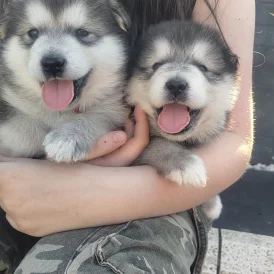 Alaskan Malamute - Both