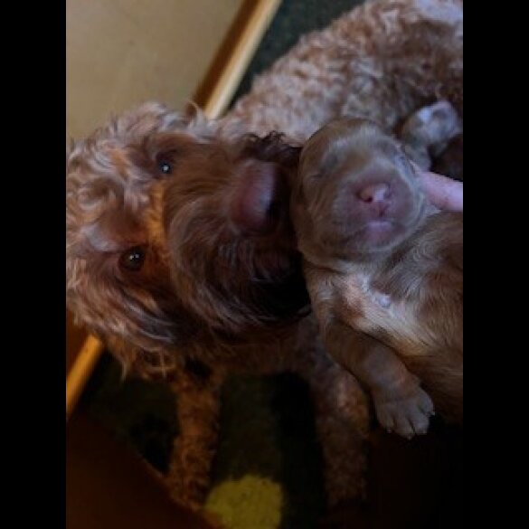 Labradoodle - Both