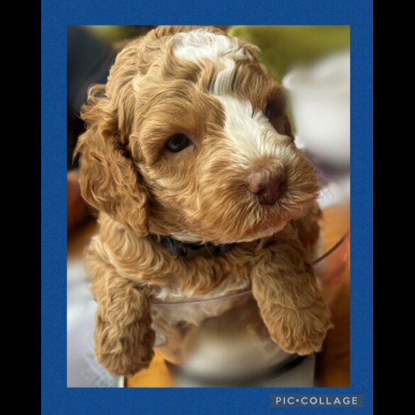 Labradoodle - Both