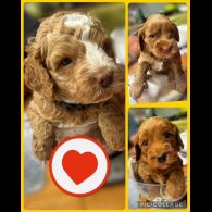 Labradoodle - Both