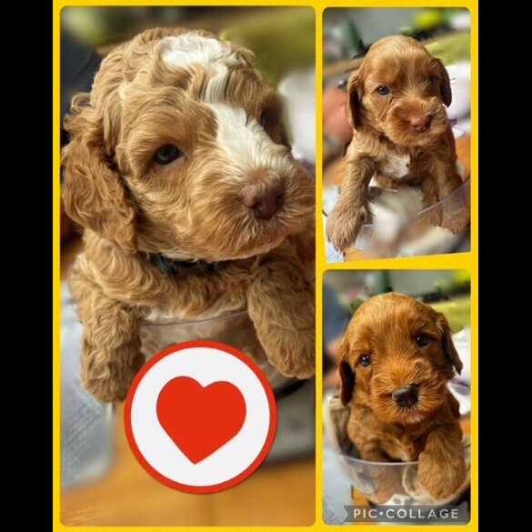 Labradoodle - Both