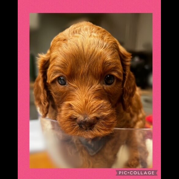 Labradoodle - Both