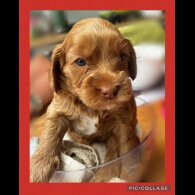 Labradoodle - Both