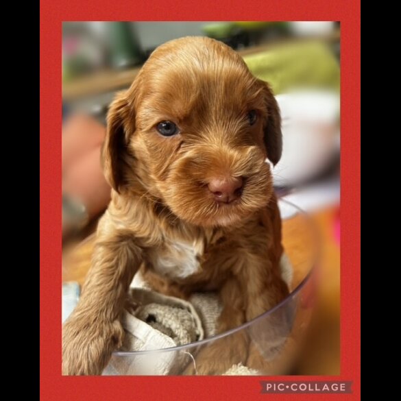 Labradoodle - Both
