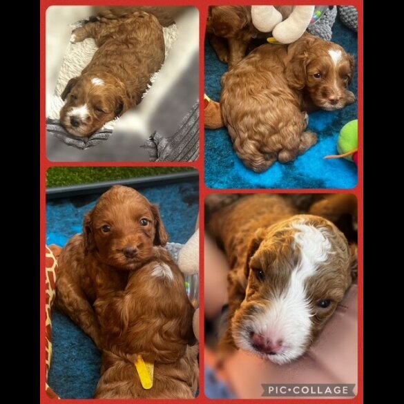 Labradoodle - Both