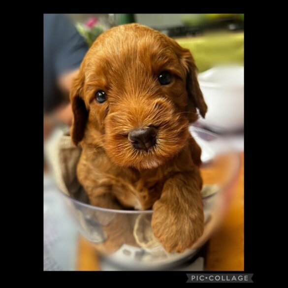 Labradoodle - Both