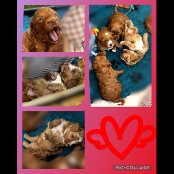 Labradoodle - Both