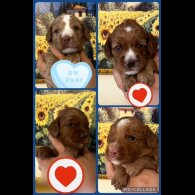Labradoodle - Both