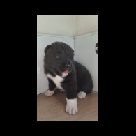 Akita - Bitches