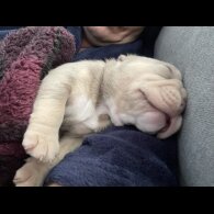 American Bulldog - Both