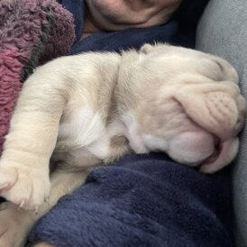 American Bulldog - Both