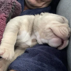 American Bulldog - Both