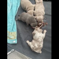 American Bulldog - Both