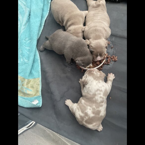 American Bulldog - Both