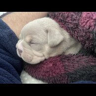 American Bulldog - Both