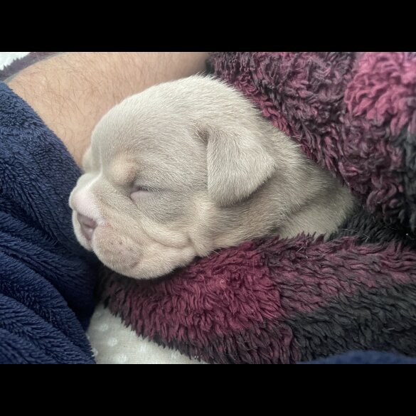 American Bulldog - Both