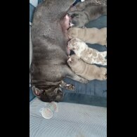 American Bulldog - Both