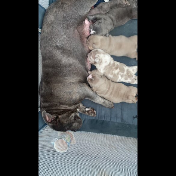 American Bulldog - Both