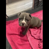 American Bulldog - Both