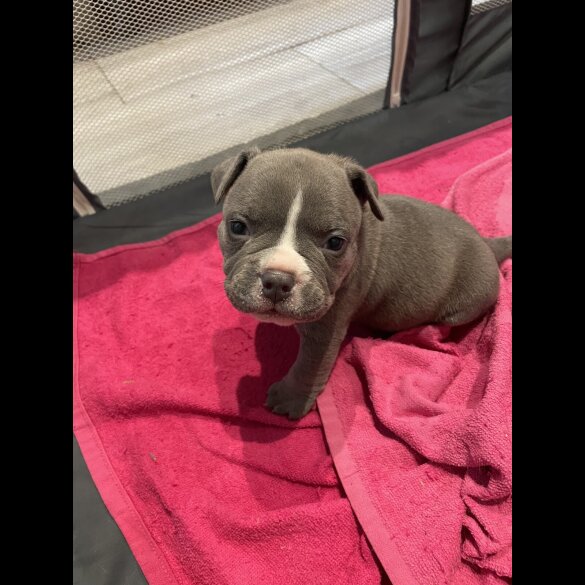American Bulldog - Both
