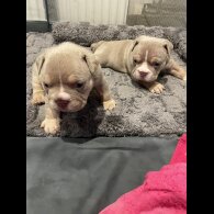 American Bulldog - Both