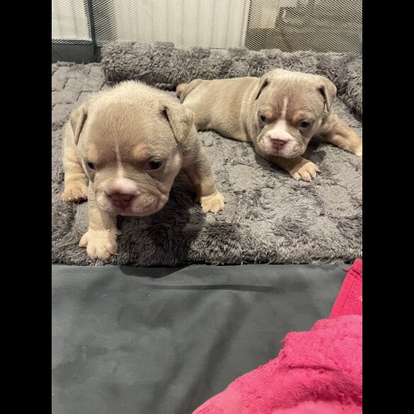 American Bulldog - Both