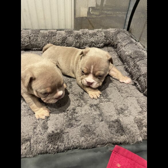 American Bulldog - Both