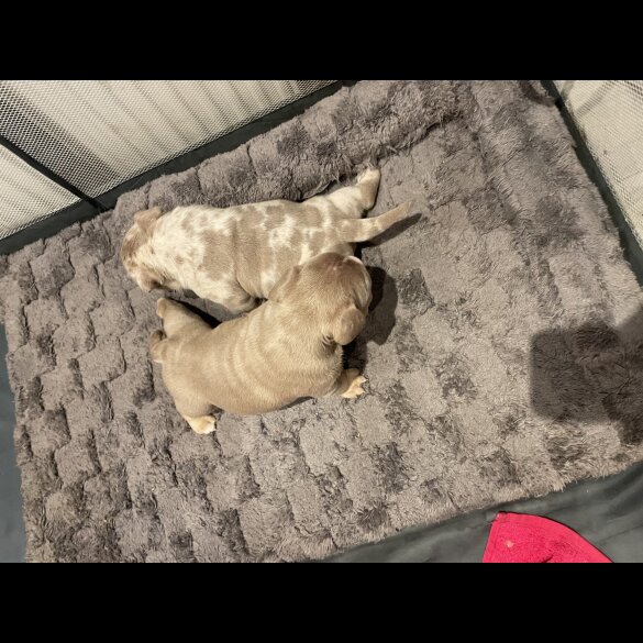 American Bulldog - Both