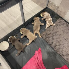 American Bulldog - Both