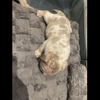 American Bulldog - Both