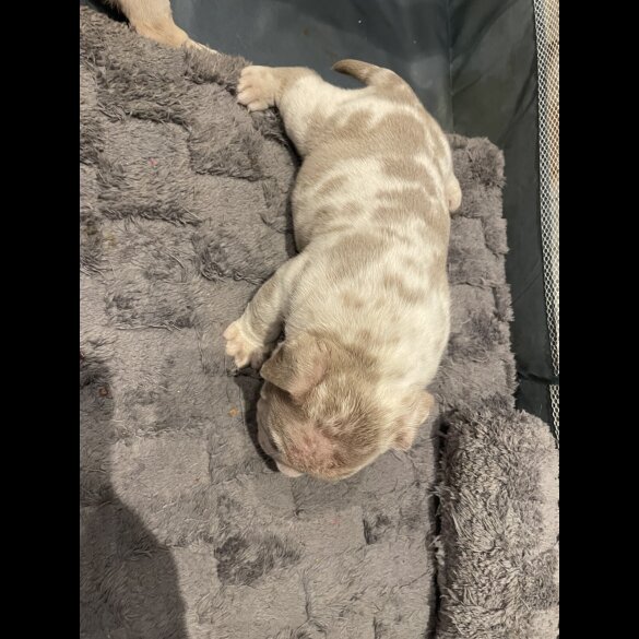 American Bulldog - Both
