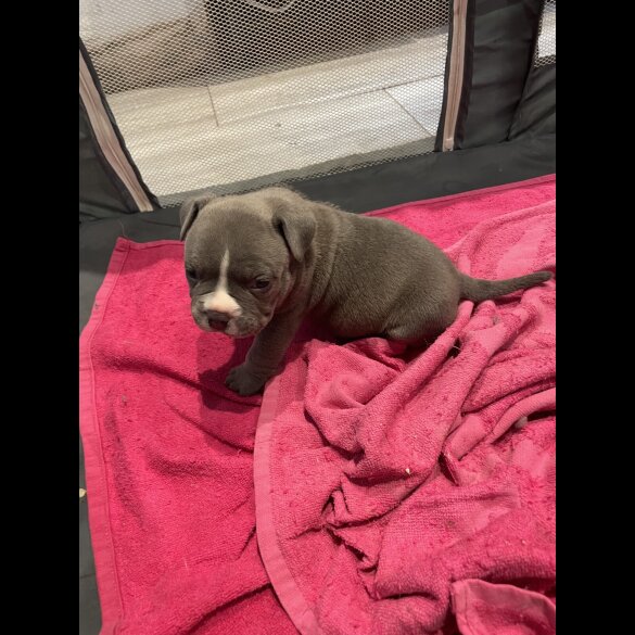 American Bulldog - Both