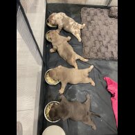 American Bulldog - Both