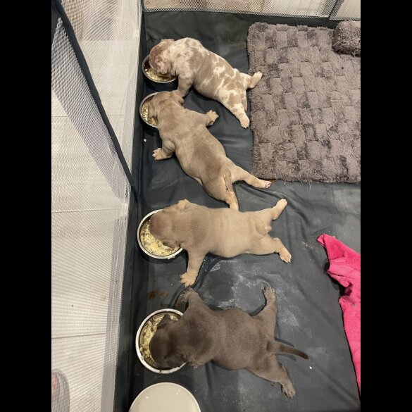 American Bulldog - Both