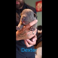 American Bulldog - Both