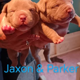 American Bulldog - Both