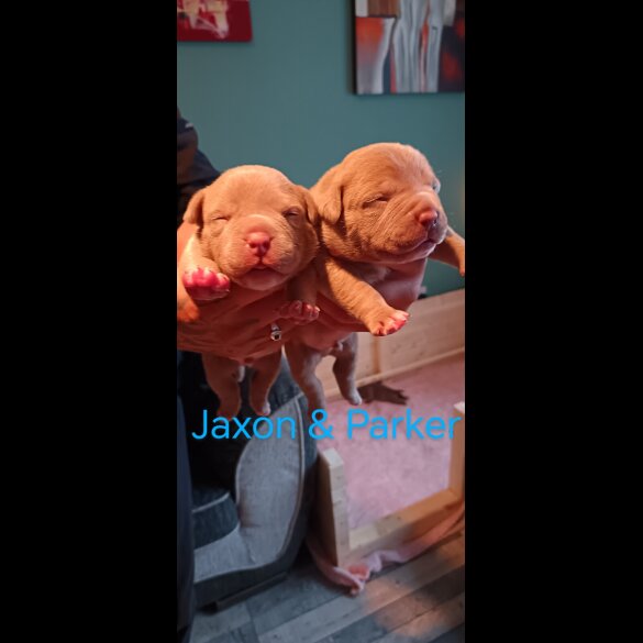 American Bulldog - Both