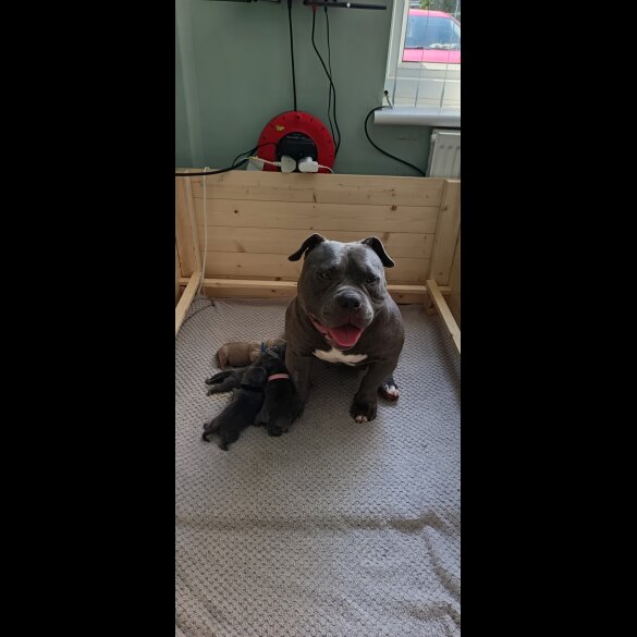 American Bulldog - Both