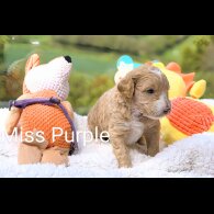 Goldendoodle - Both