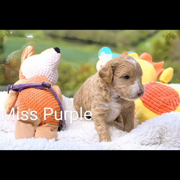 Goldendoodle - Both