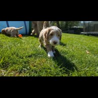 Goldendoodle - Both