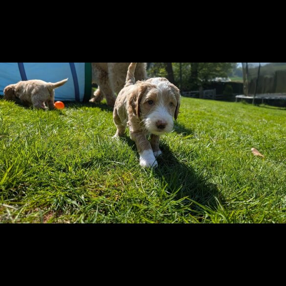 Goldendoodle - Both