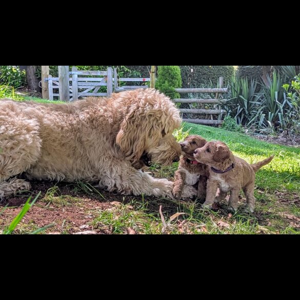 Goldendoodle - Both