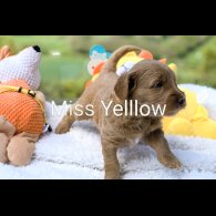 Goldendoodle - Both