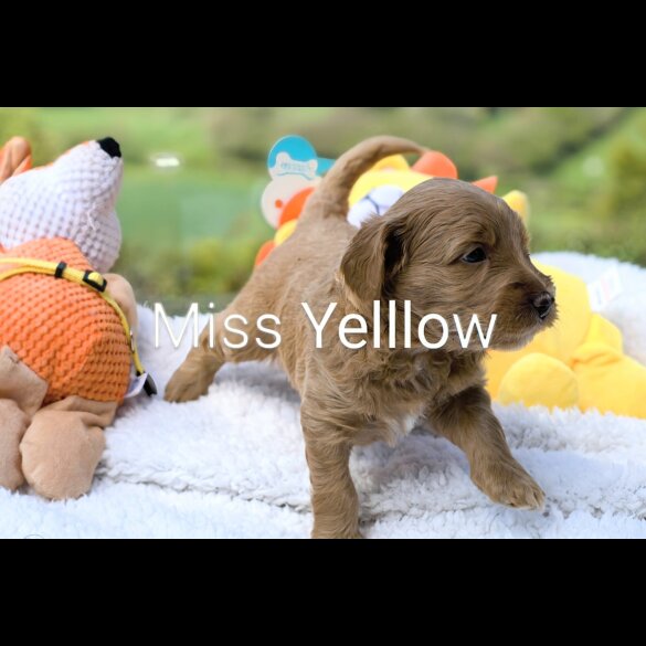 Goldendoodle - Both