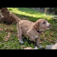 Goldendoodle - Both
