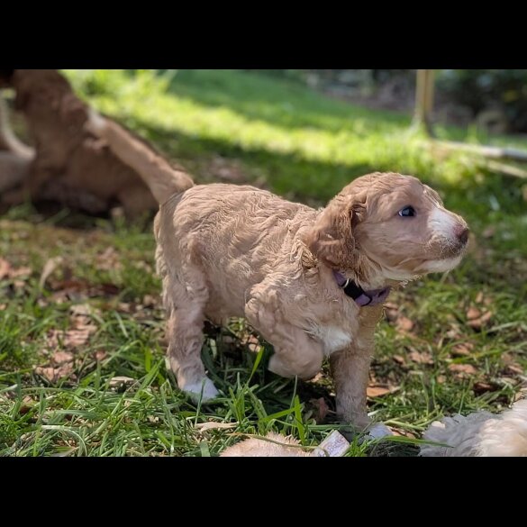 Goldendoodle - Both