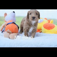 Goldendoodle - Both