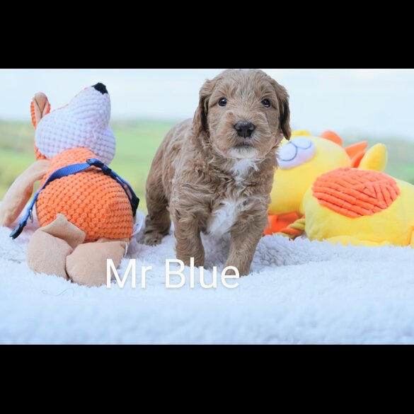 Goldendoodle - Both